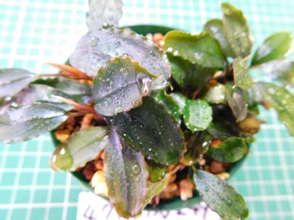 ◎4778TN249 (自家栽培)水草 ブセファランドラ Bucephalandra sp. Mini Purple拍卖
