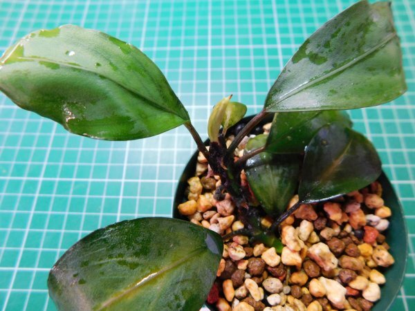 ◎4777TN147 (自家栽培)水草 ブセファランドラ Bucephalandra sp. RED BAYUDA ローキーズ京都拍卖