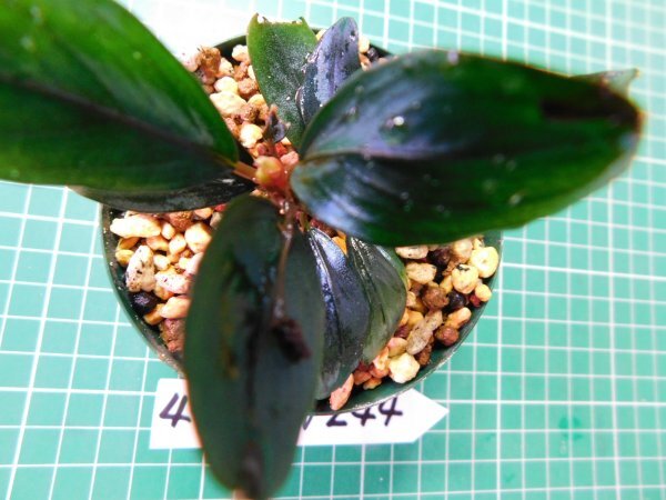 ◎4776TN244 (自家栽培)水草 ブセファランドラ Bucephalandra sp. Hades Blue拍卖