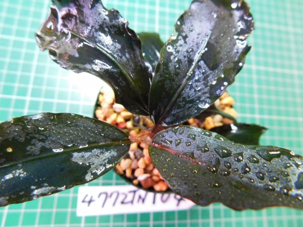 ◎4772TN104 (自家栽培)水草 ブセファランドラ Bucephalandra sp. ヘレナファンタジーブルー拍卖