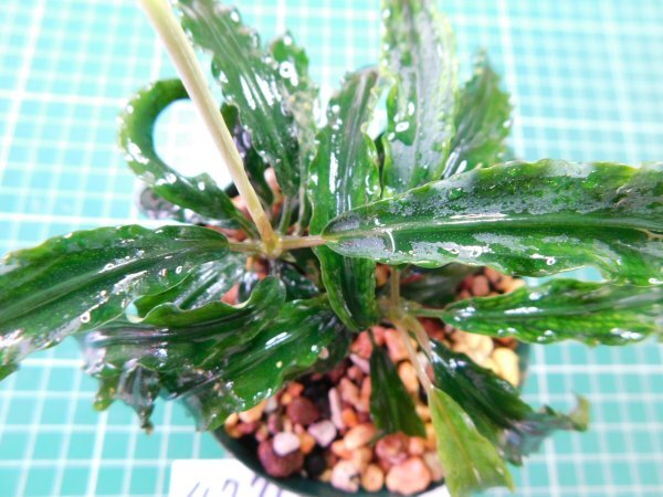 ◎4771TN185 (自家栽培)水草 ブセファランドラ Bucephalandra sp. Catherineae Giant拍卖