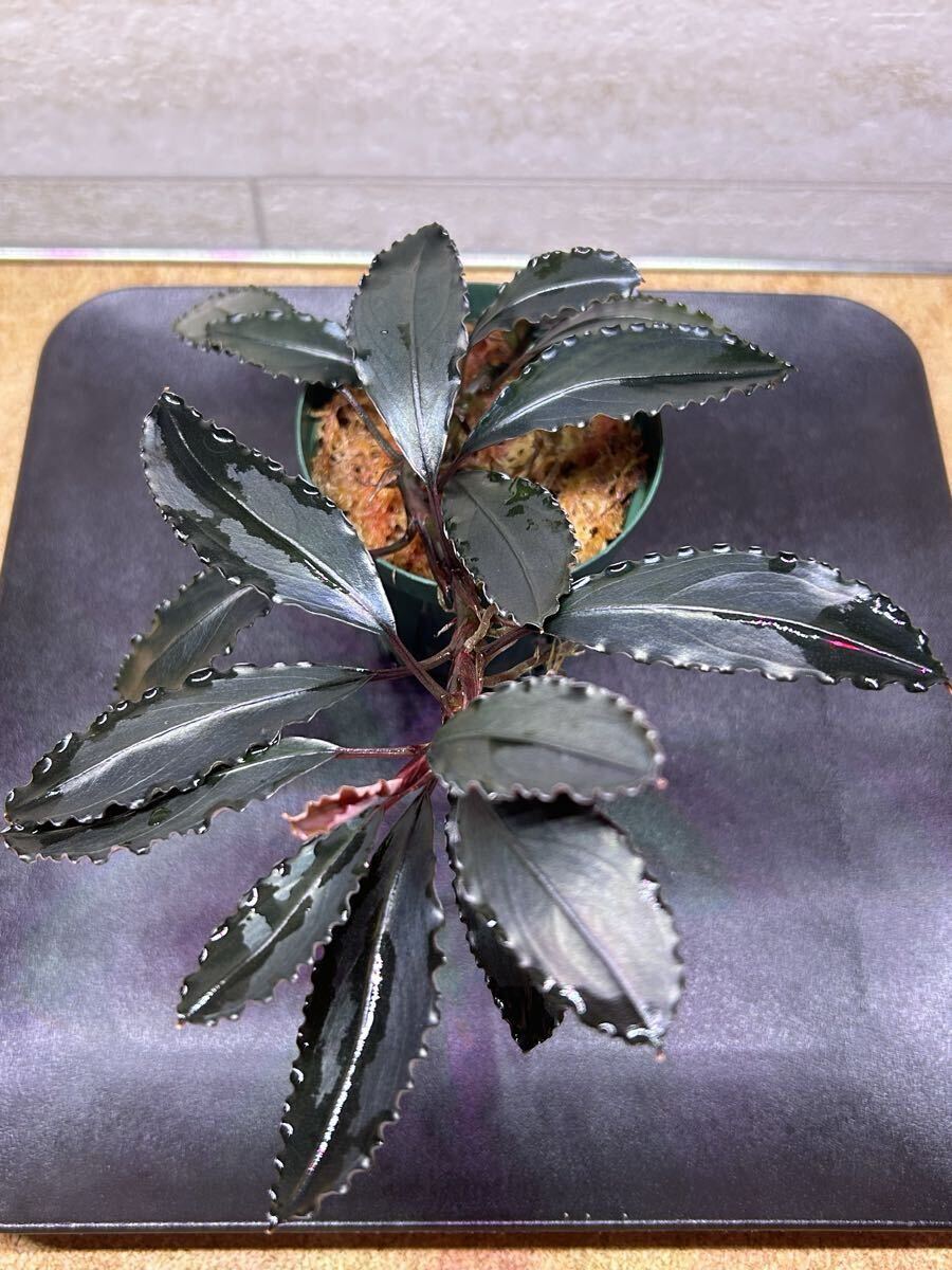 Bucephalandra sp.“Red waltz” ブセファランドラ拍卖
