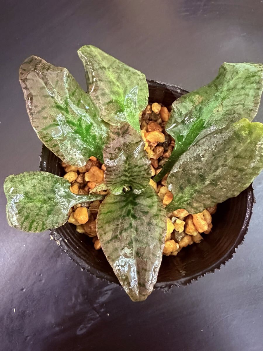 Cryptocoryne ferruginea クリプトコリネ フェルギネア 赤っぽい個体 拍卖