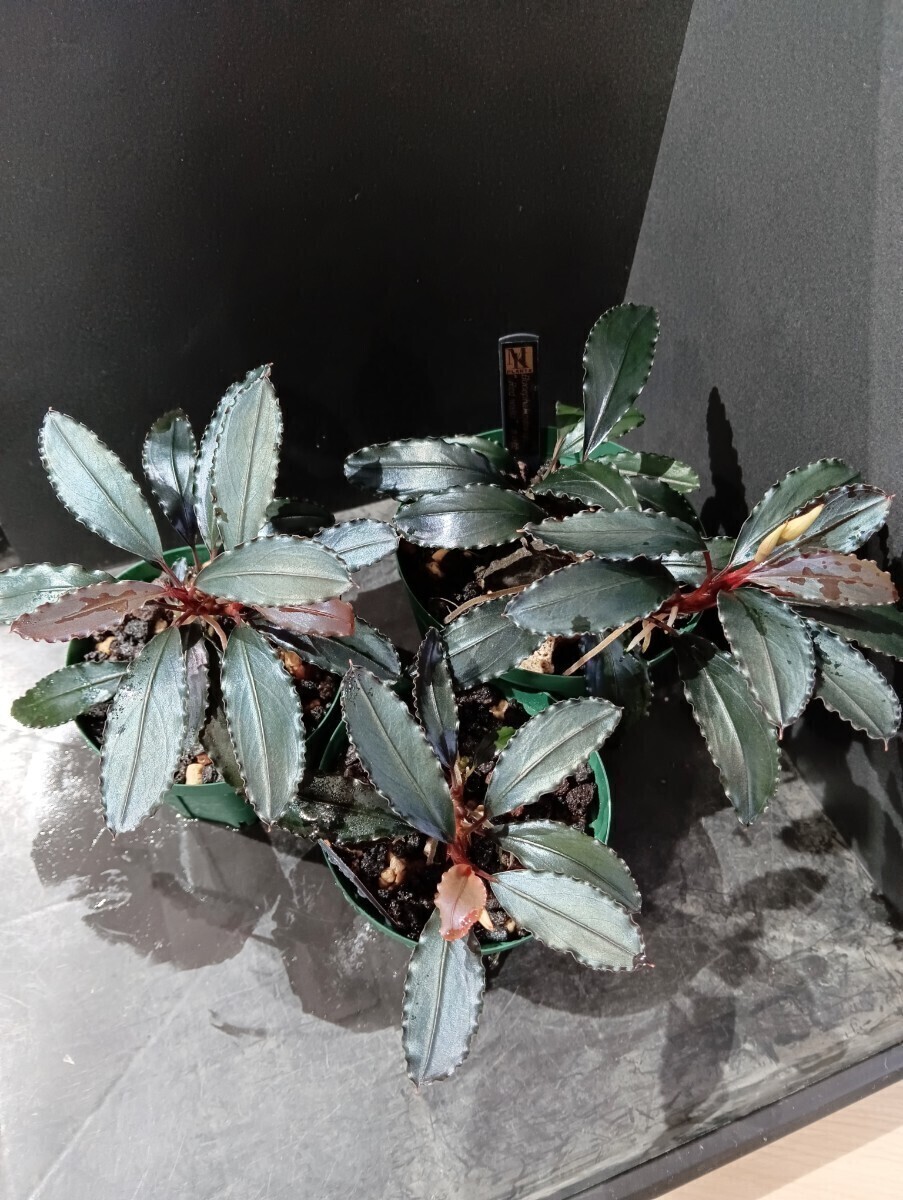 Bucephalandra sp.”Red waltz” ブセファランドラ 水上葉拍卖