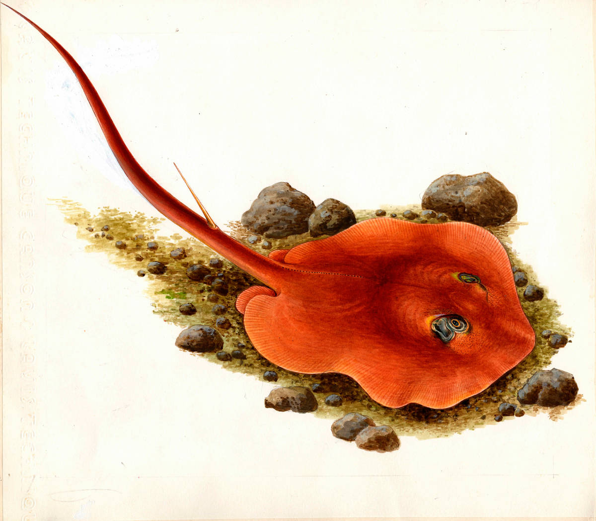 【絵画】「アカエイ」 細密画 真作拍卖