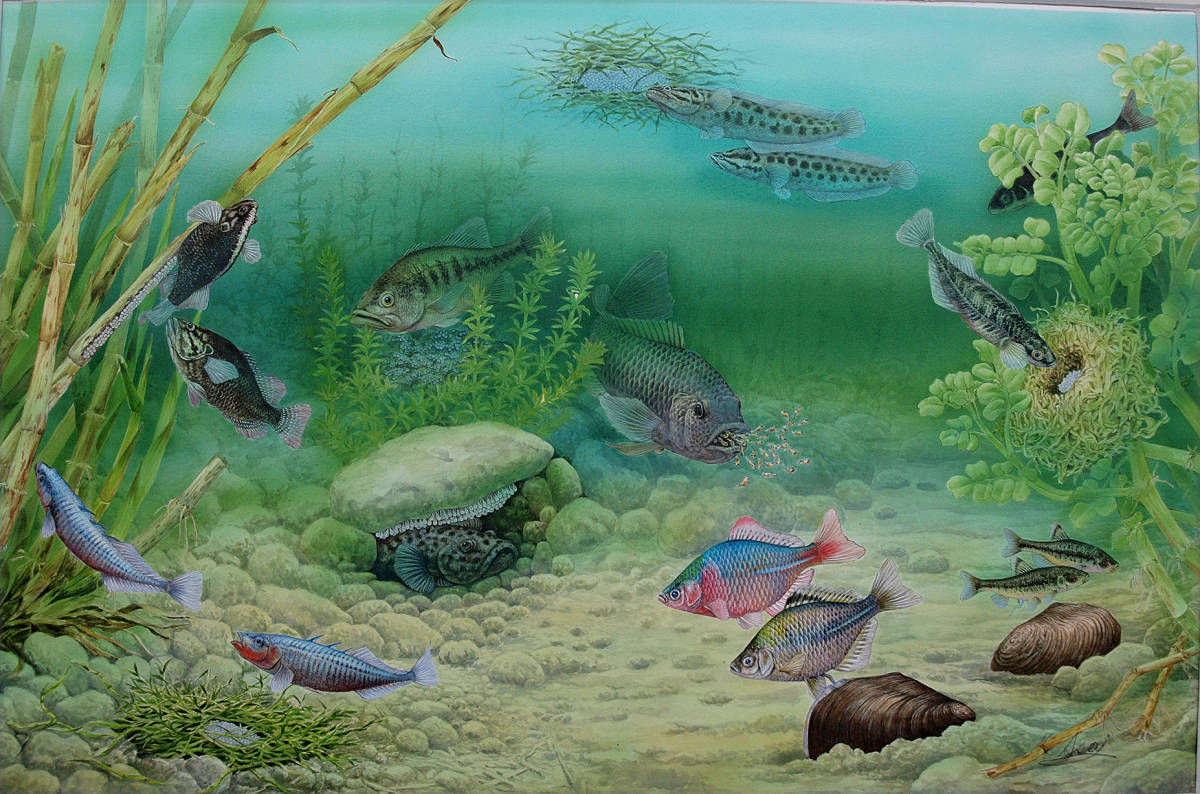 【絵画】「沼の生き物」 リアルイラストレーション 真作拍卖