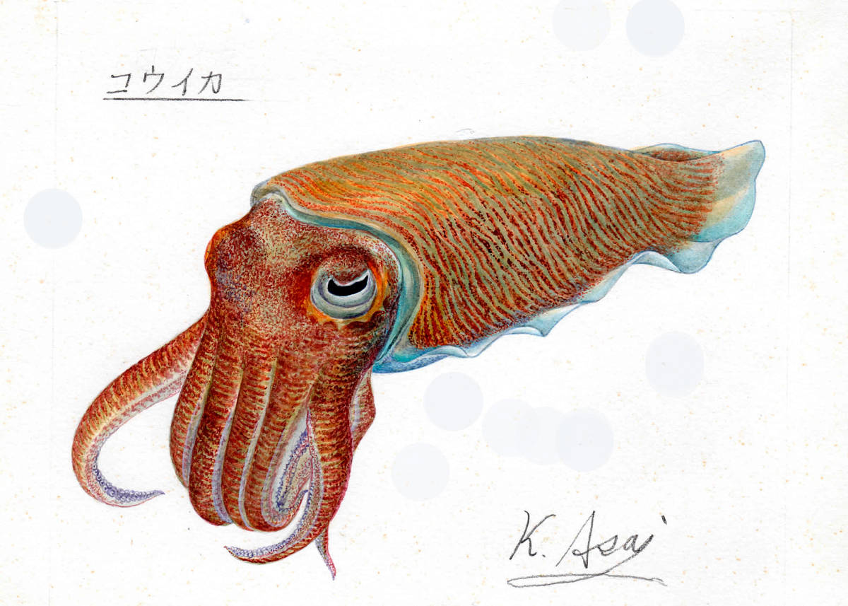 【絵画】「コウイカ」 細密画 真作拍卖
