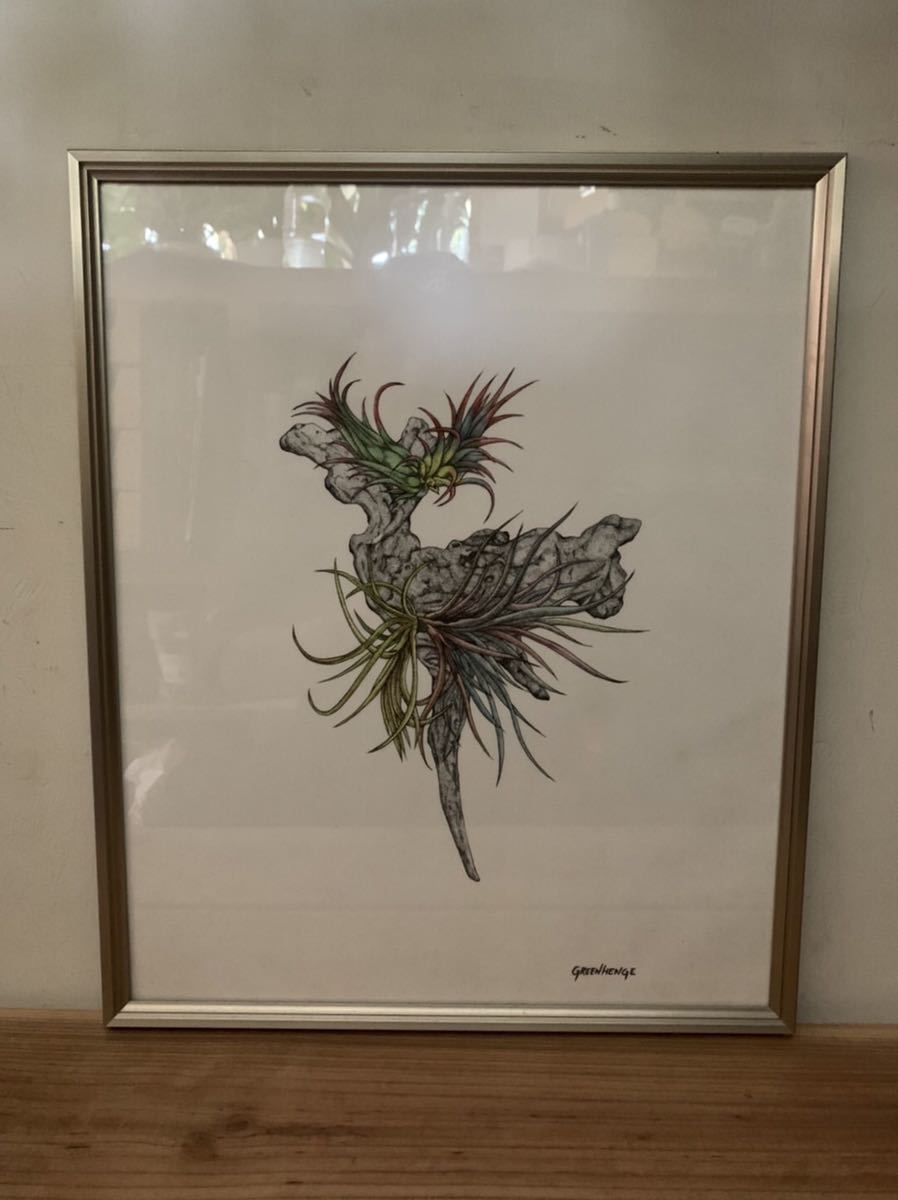 額装『観葉植物 ボタニカルアート』西海岸カリフォルニア インテリア エアープランツ botanical art Tillandsia Bizarre Plants チランジア拍卖