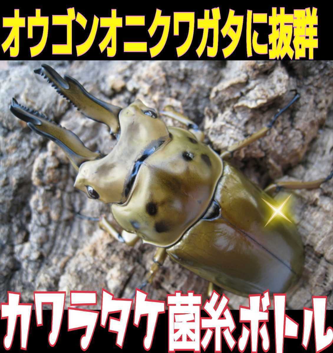 オウゴンオニクワガタ、タランドゥス、レギウスの大型化が狙えます!カワラタケ菌糸ボトル 850ml☆クヌギ100%原料使用・二次発菌 拍卖