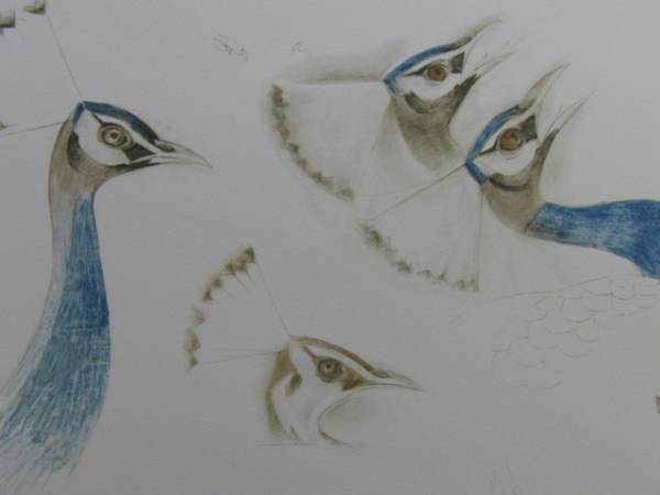 上村松篁、印度孔雀、限定240部、大判厚紙リトグラフ箔押 送料無料、ami5拍卖