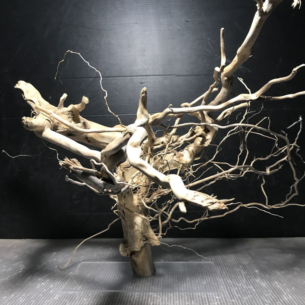 ☆sea tree☆送料無料♪アクリル板施工済み流木 21流木/水槽/アクアリウム/テラリウム/インテリア/ADA/サンゴ/置物/拍卖