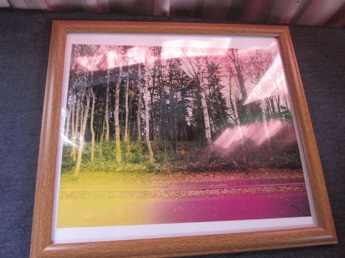 幻想の白樺拍卖