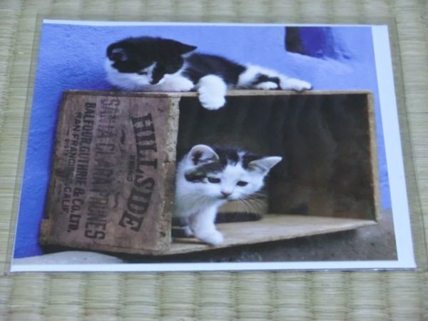 未使用品 スクエアシングルカード INNOCENT拍卖