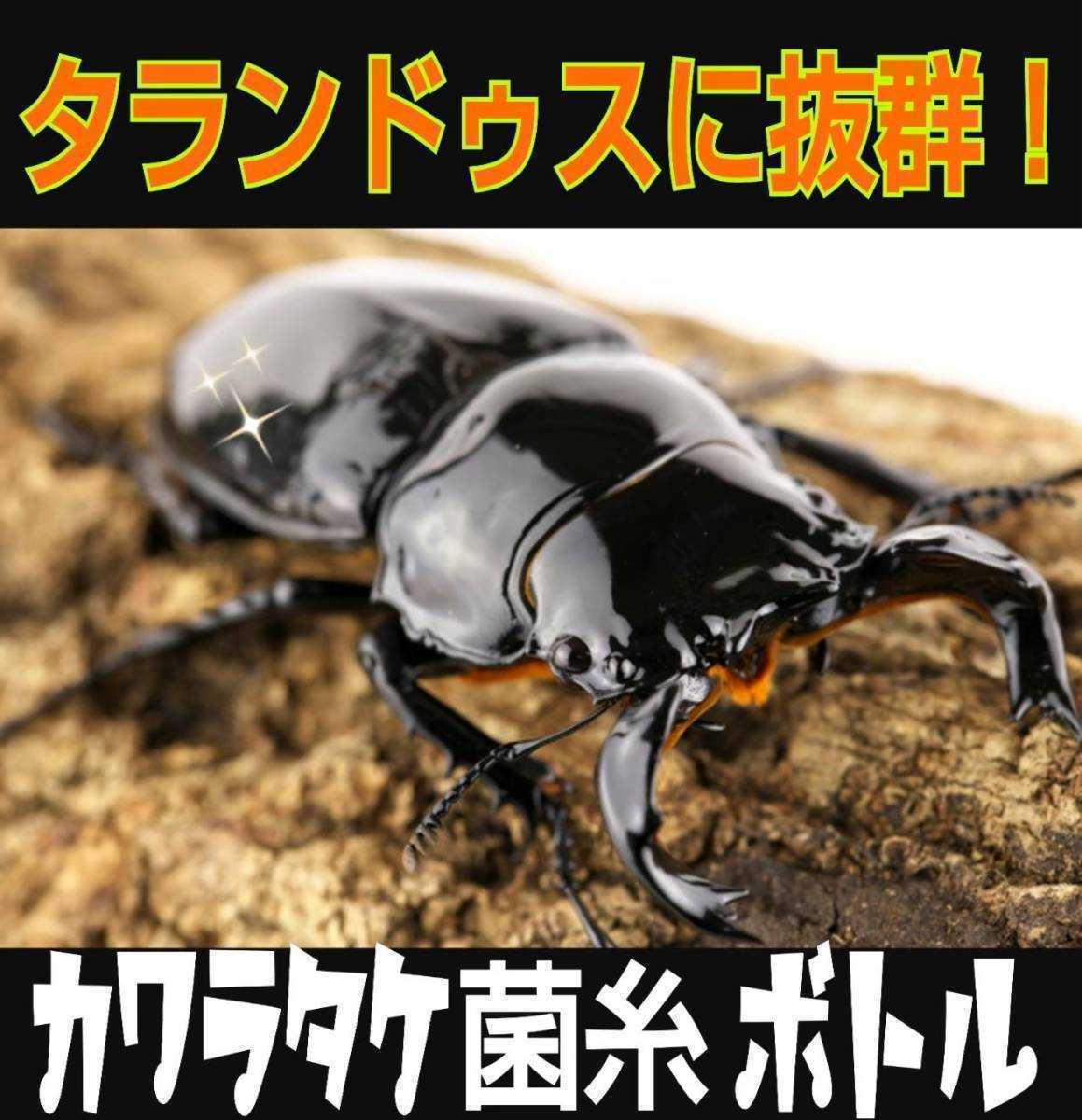 送料無料☆カワラタケ菌糸瓶3本☆初菌(一番菌)で作成!800m☆クヌギ100%タランドゥスやオウゴンオニクワガタ、レギウスが巨大化します拍卖