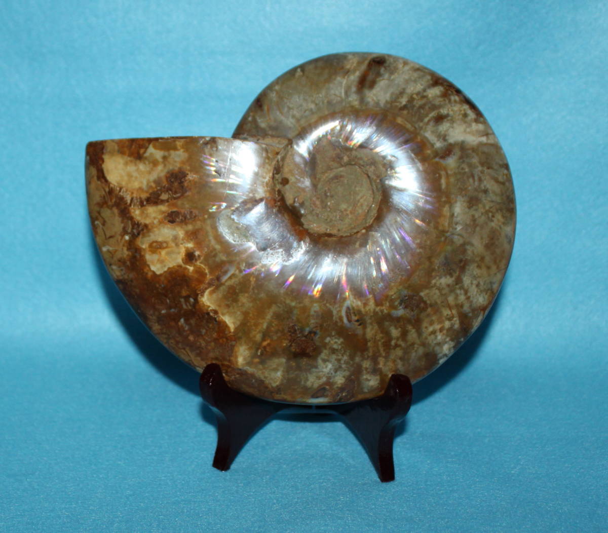 アンモナイト 大きい 約1,258g 最大径約175mm ★送料無料 三脚付き ★虹色の輝き メノウ化 縫合線 Y0020拍卖