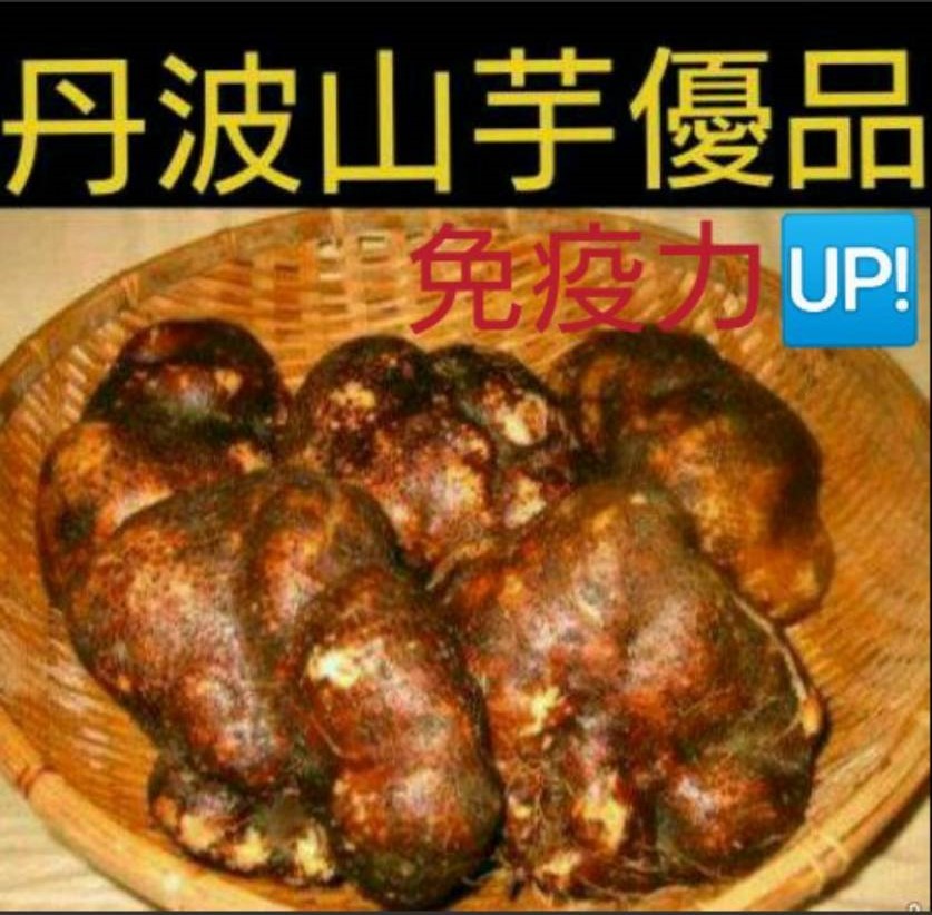 丹波山の芋 優品 1キロ (2〜4個) つくね芋 山芋 とろろ 滋養強壮 強精力野菜 免疫力アップ 冬ギフト拍卖