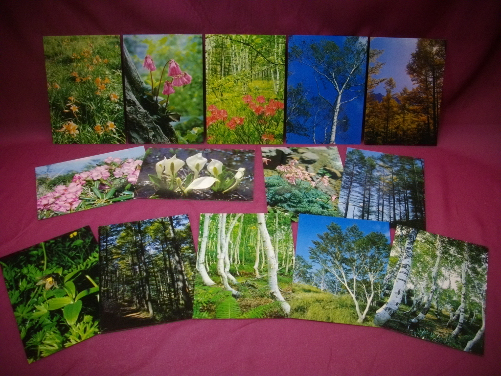 昭和 レトロ 絵葉書 14枚入 白樺とからまつ 髙山の花 アンティーク ビンデージ 検)POST CARD 白樺 唐松 高山植物 高山 樹木拍卖