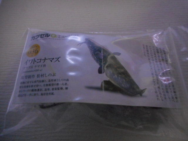 海洋堂☆カプセルQ 日本の動物☆琵琶湖/母なる古代湖☆イワトコナマズ☆36a拍卖