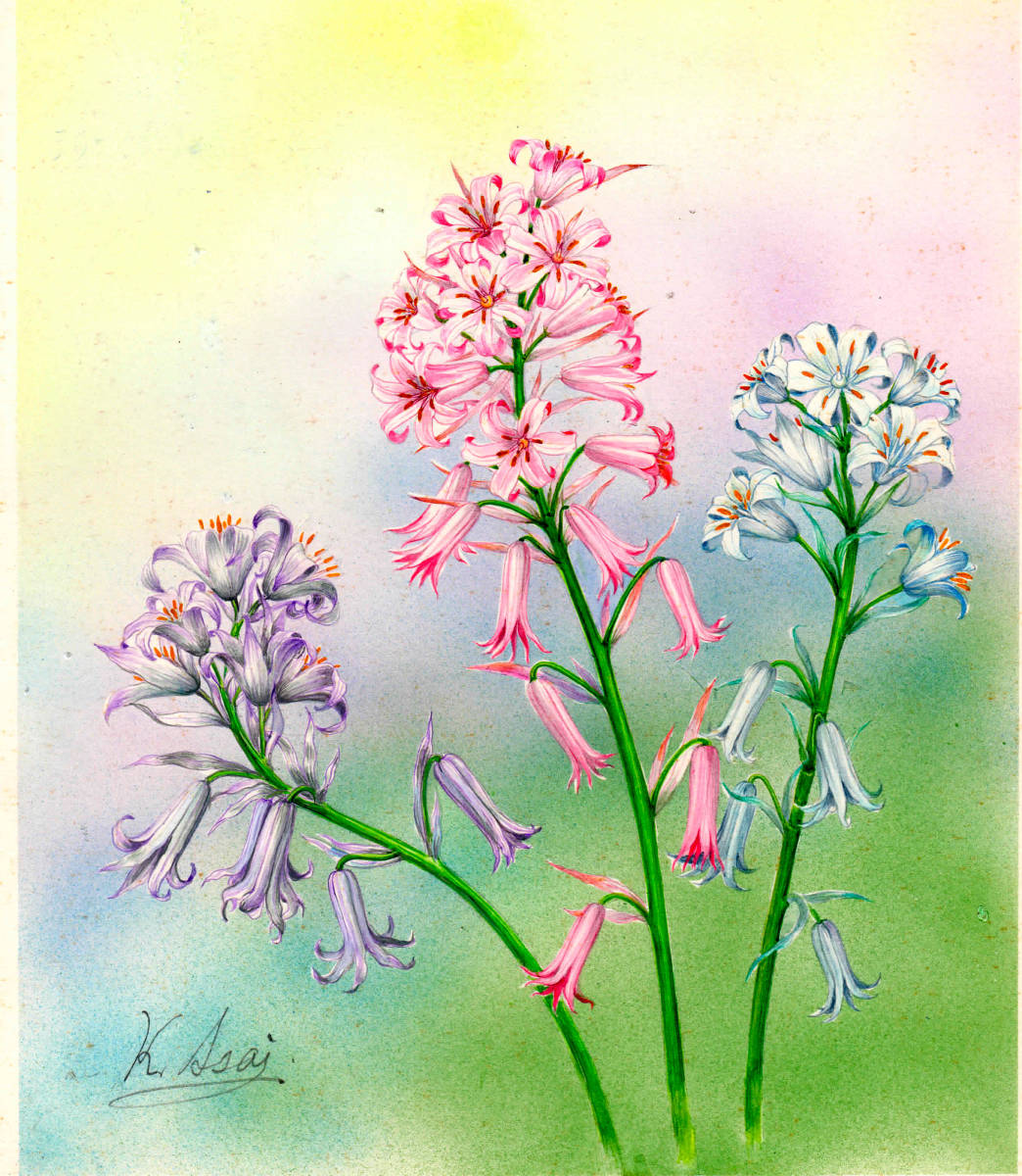 水彩画 植物細密画「シラーカンパニューラ」 真作ぬゆぬやゆく拍卖