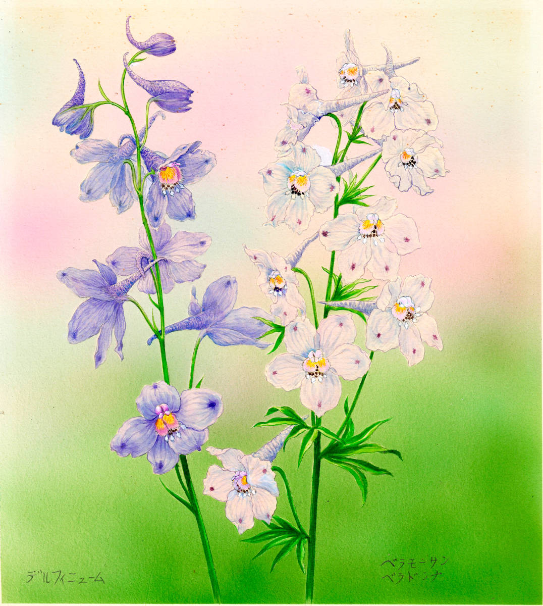 水彩画 植物細密画「デルフィニューム」 真作拍卖