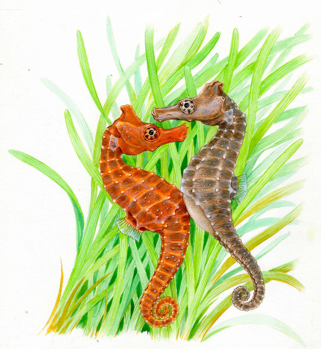 水彩画 生物細密画「タツノオトシゴ」 真作拍卖