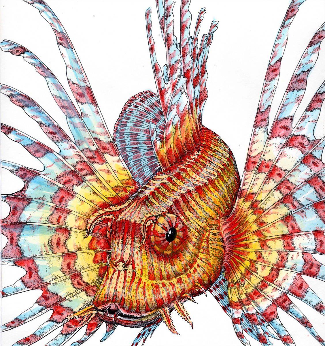 水彩画 生物細密画「ミノカサゴ」 真作わ拍卖