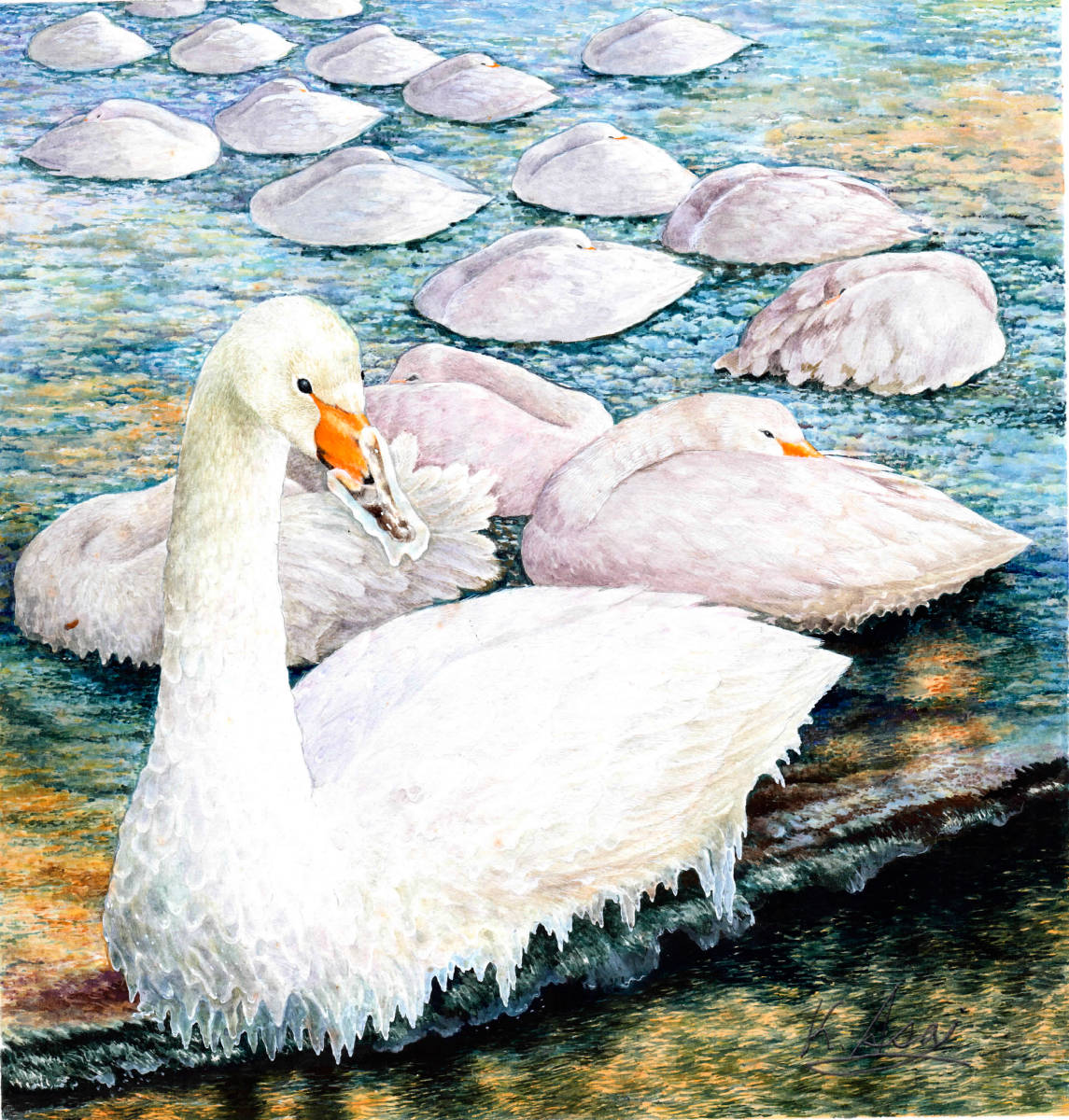 水彩画 生物細密画「尾岱沼のオオハクチョウ」 真作拍卖