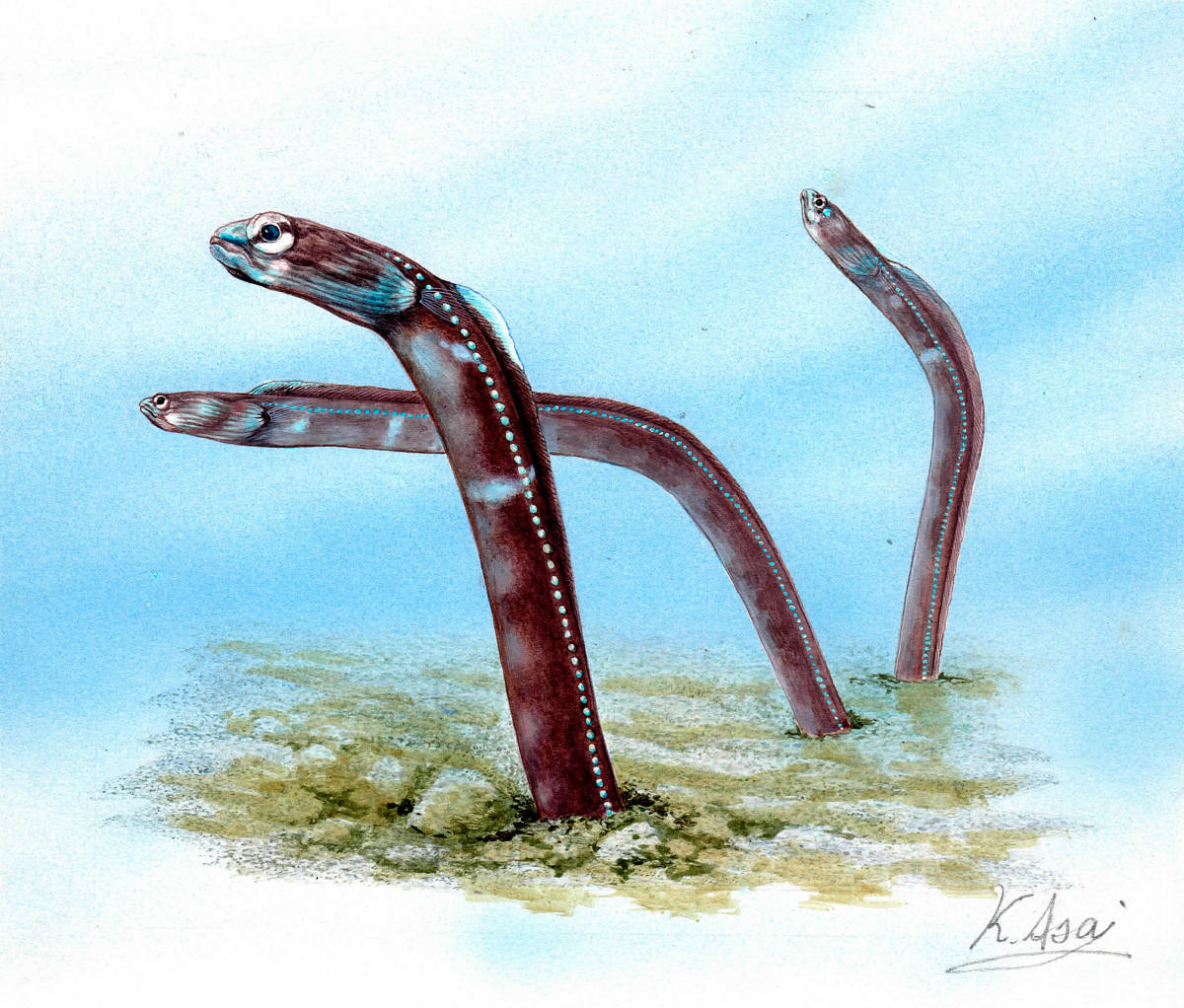 水彩画 生物細密画「ケープガーデンイール」 真作拍卖