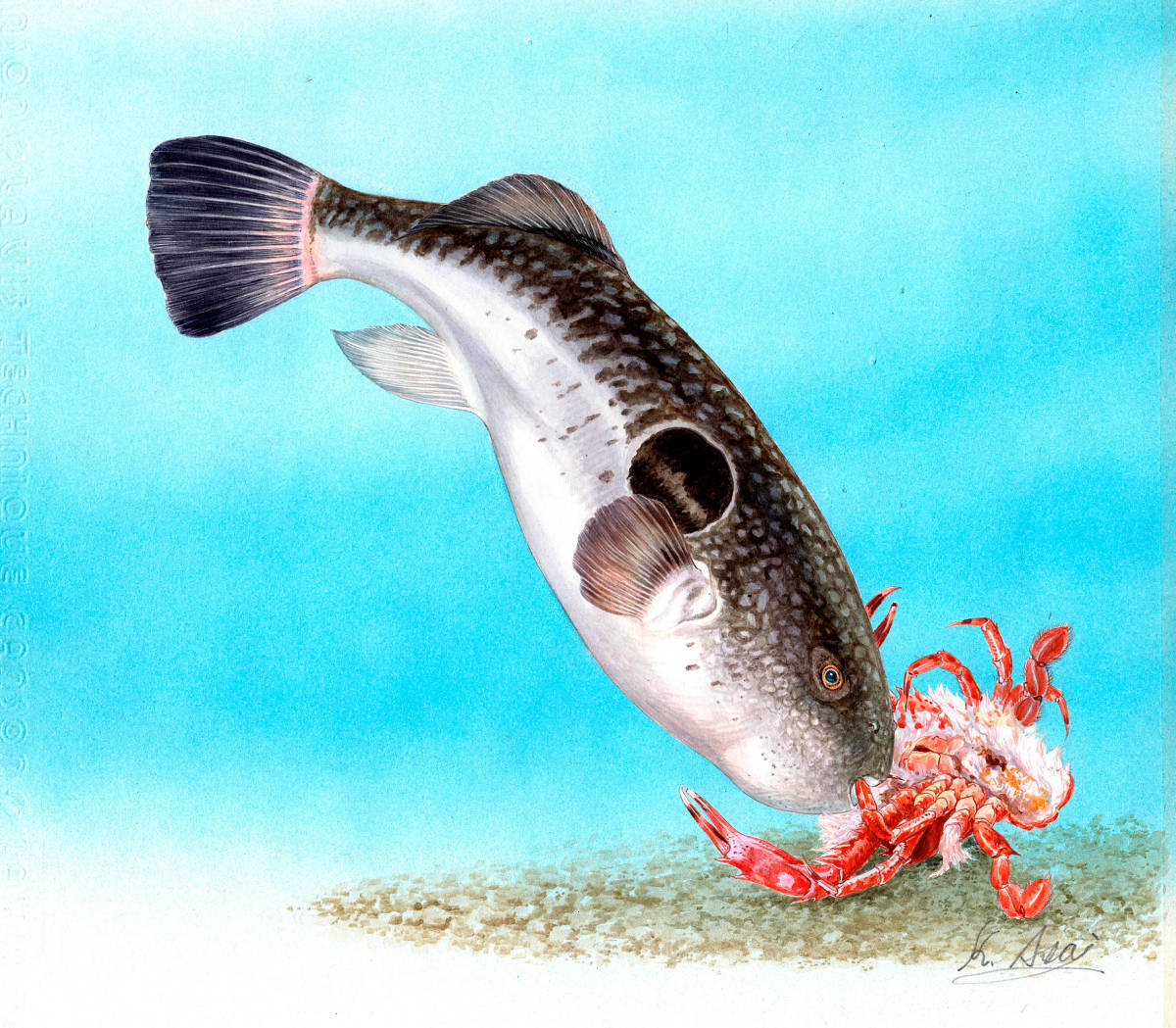 水彩画 生物細密画「ベニイシガニを襲うトラフグ」 真作拍卖