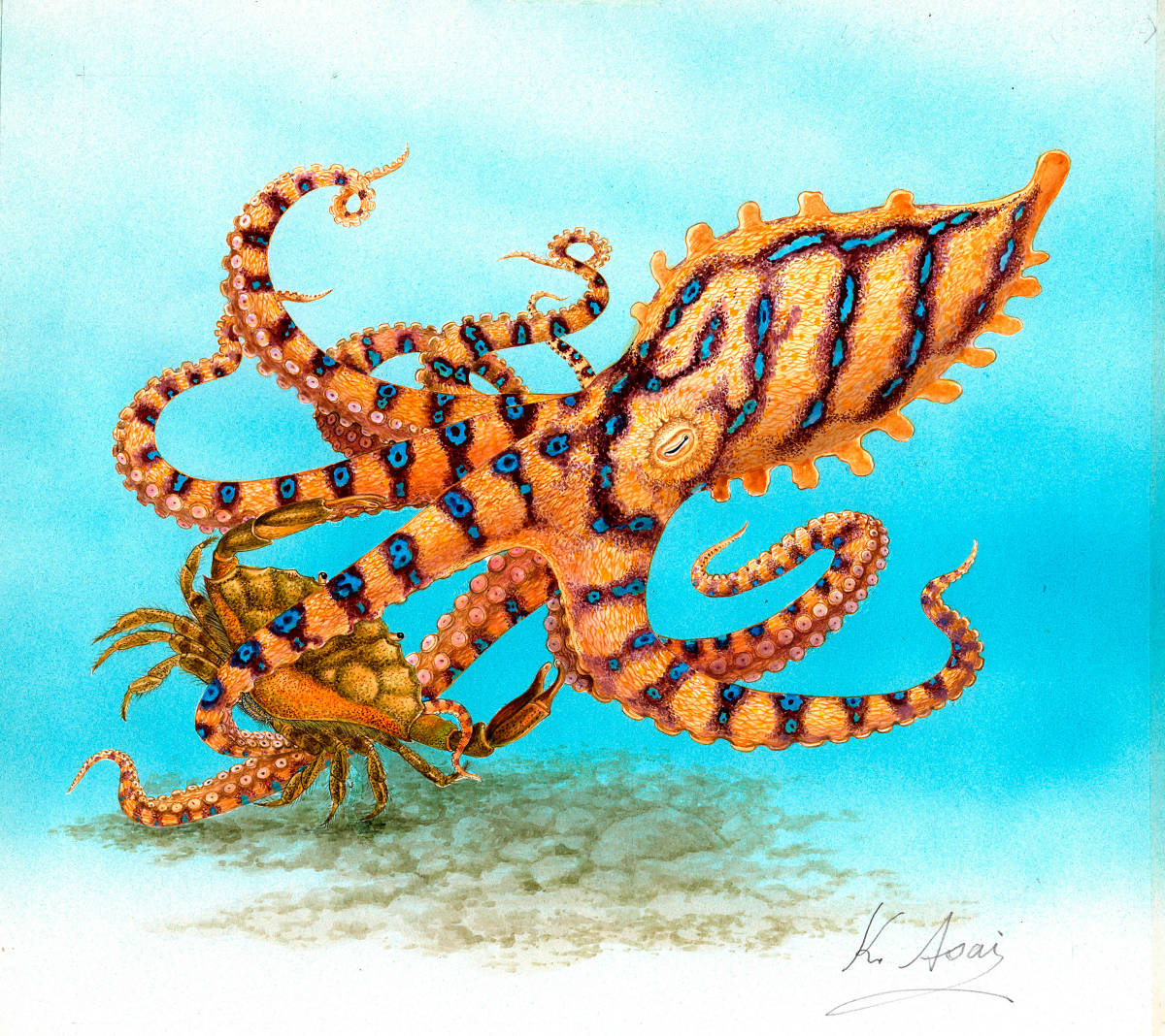 水彩画 生物細密画「オウギガイを襲うヒョウモンダコ」 真作拍卖