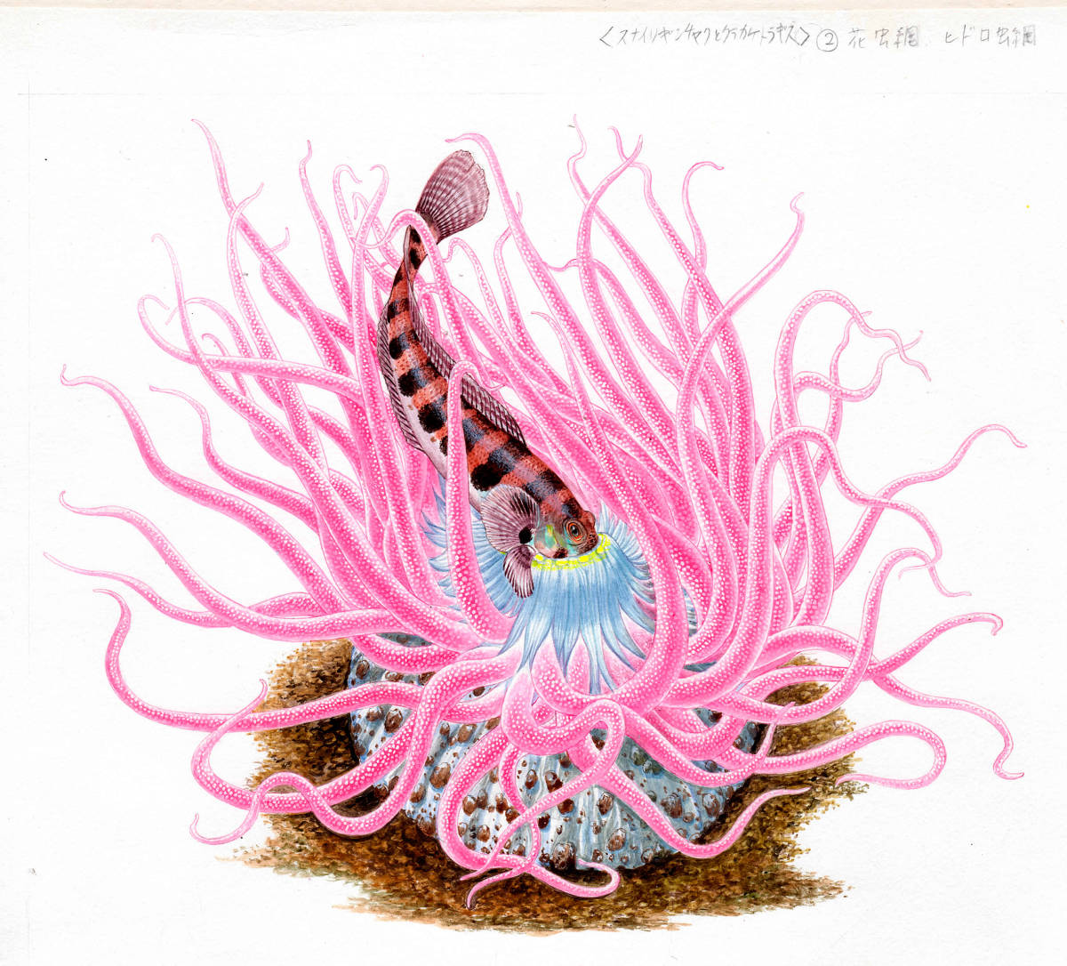 水彩画 生物細密画「スナイソギンチャクとクラカケトラギス」 真作ぬ拍卖