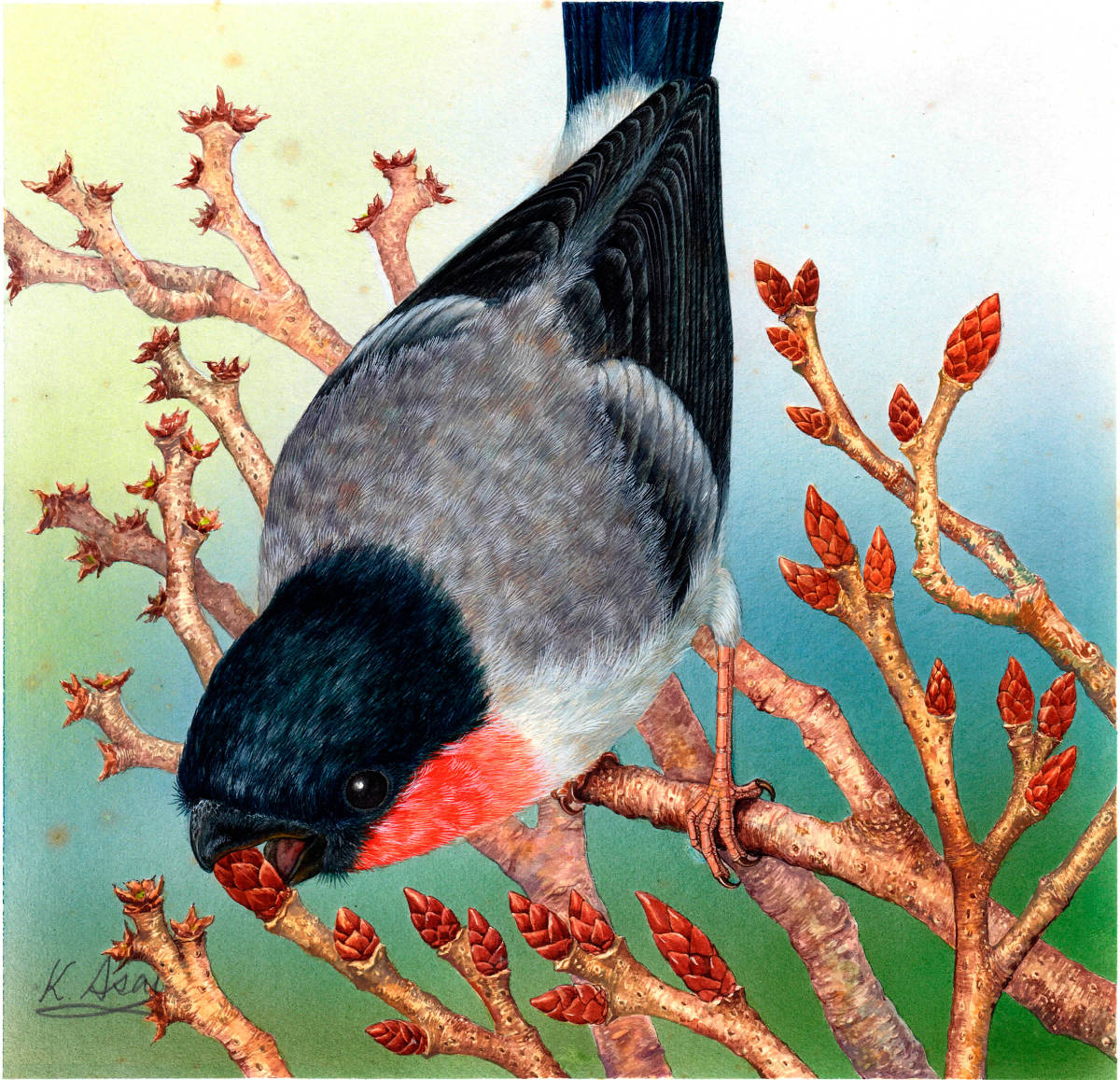 水彩画 生物細密画「梅の新芽をついばむウソ」 真作拍卖