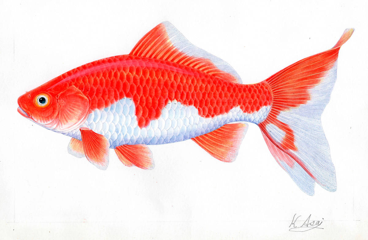 水彩画 生物細密画「和金」 真作拍卖