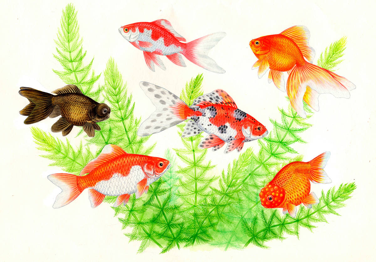 水彩画 生物細密画「金魚」 真作拍卖