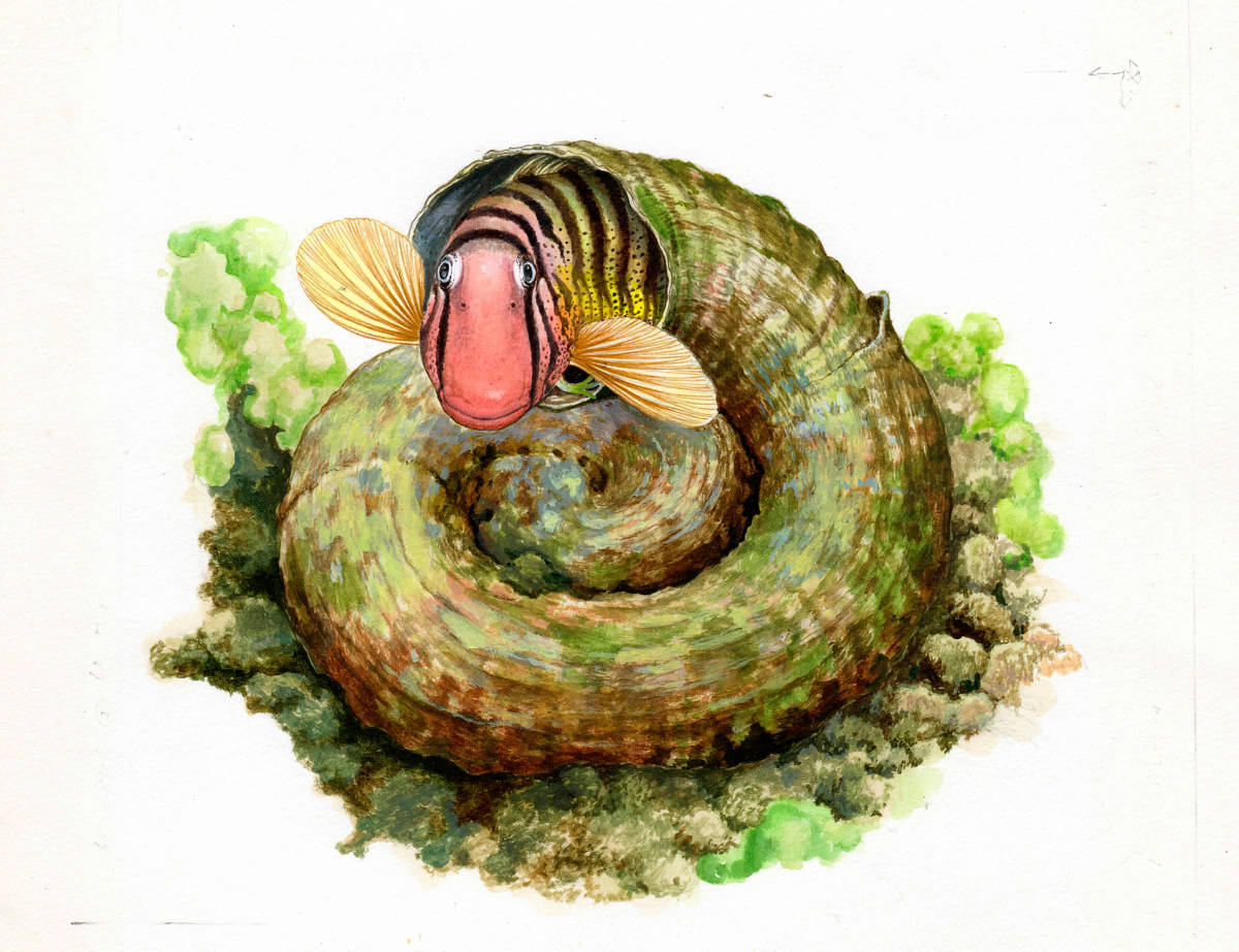 水彩画 生物細密画「オオヘビガイの殻を住みかとするナベカ」 真作拍卖