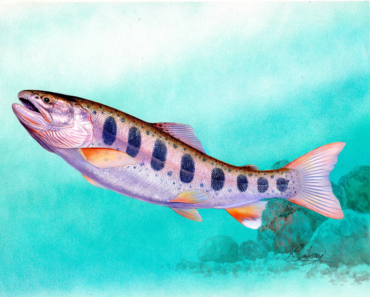 水彩画 生物細密画「ヤマメ」 真作拍卖