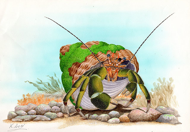 水彩画 生物細密画「ホンヤドカリ」 真作拍卖