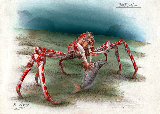 水彩画 生物細密画「タカアシガニ」 真作拍卖