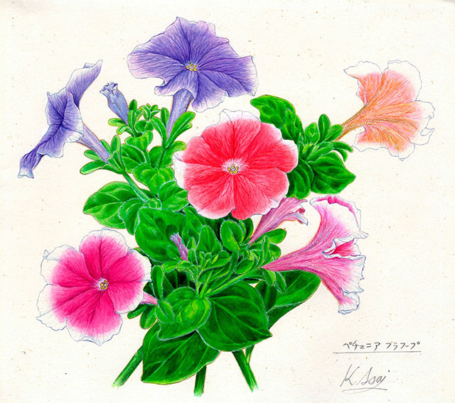 水彩画 植物細密画 ボタニカルアート「ペチュニア フラフープ」 真作拍卖