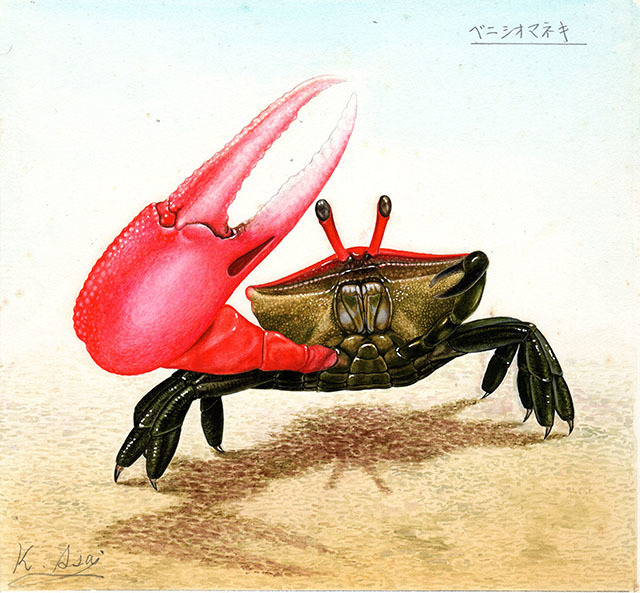 水彩画 生物細密画「ベニシオマネキ」 真作拍卖