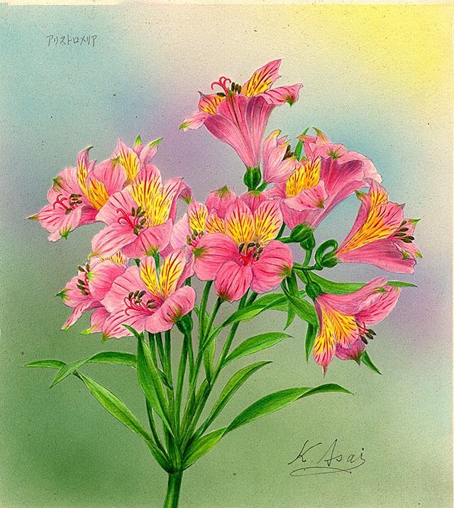 水彩画 植物細密画「アルストロメリア」 真作拍卖