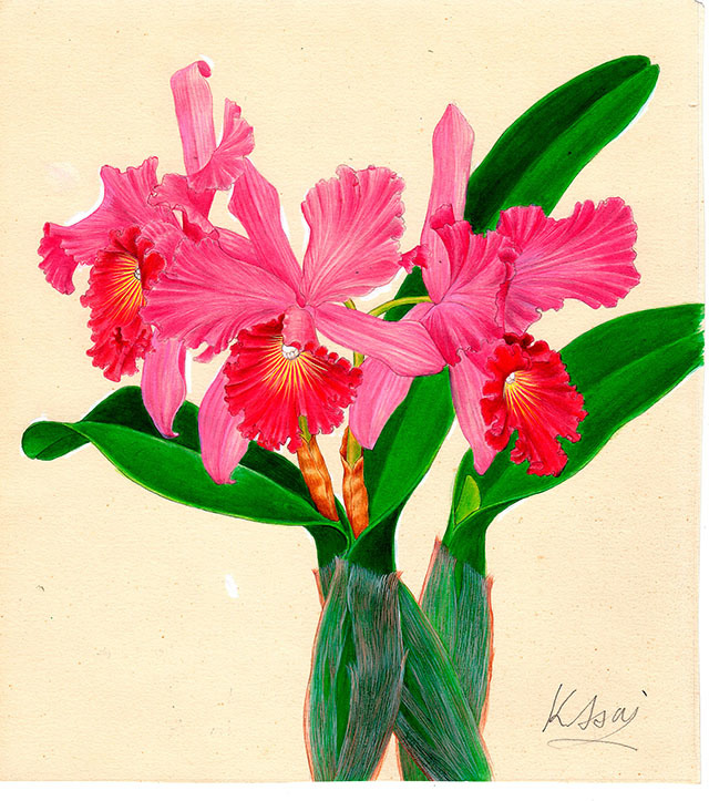 水彩画 植物細密画「カトレア」 真作拍卖