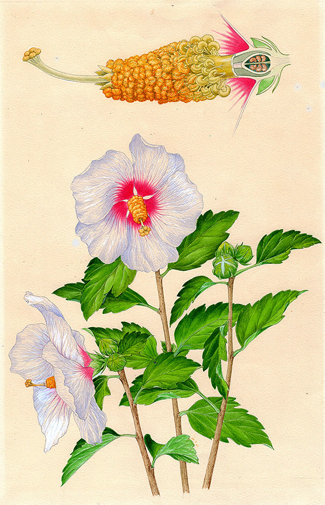 水彩画 植物細密画 ボタニカルアート「ムクゲ」 真作拍卖