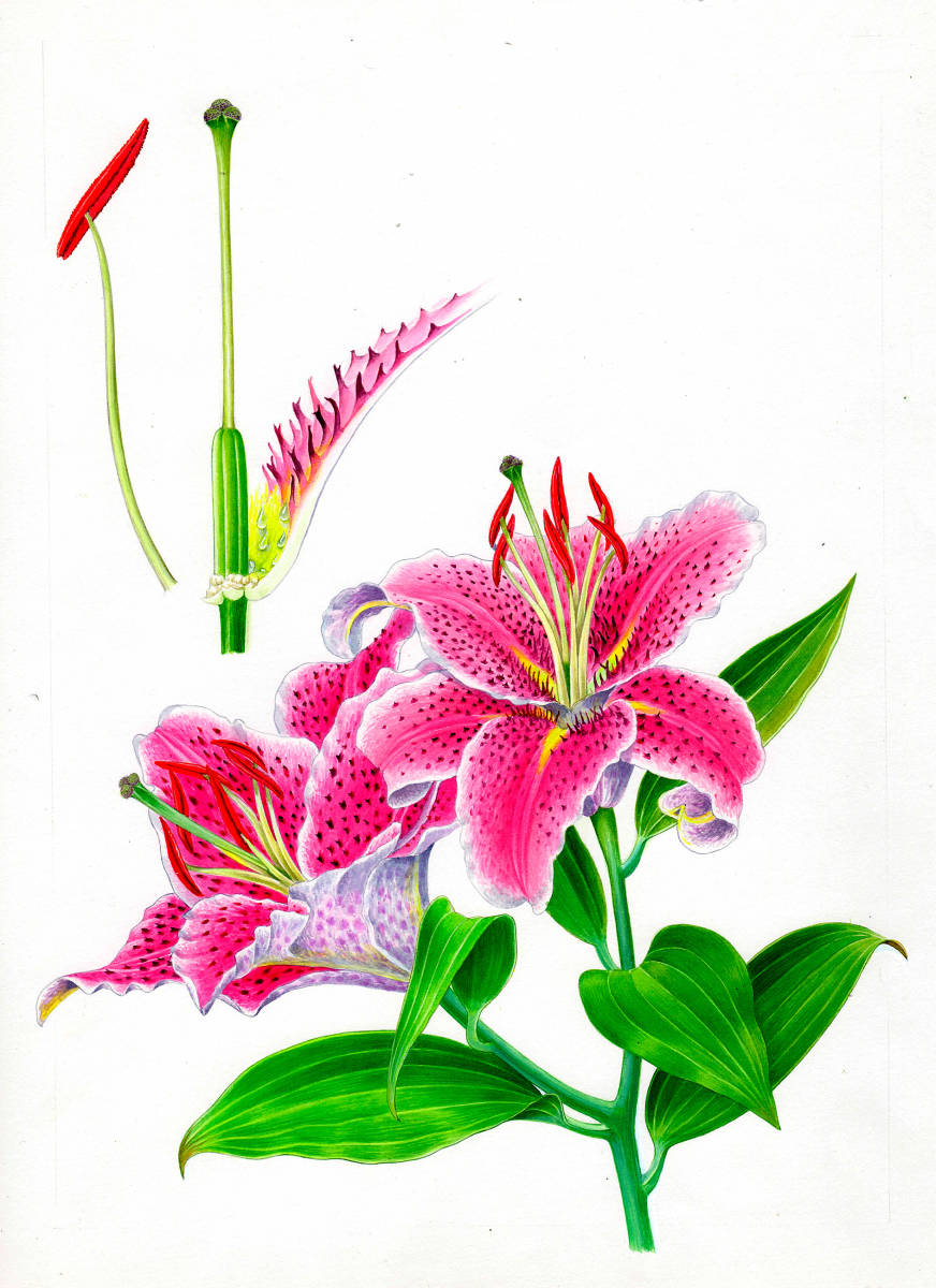 水彩画 植物細密画「カノコユリースターギャザー」 真作拍卖