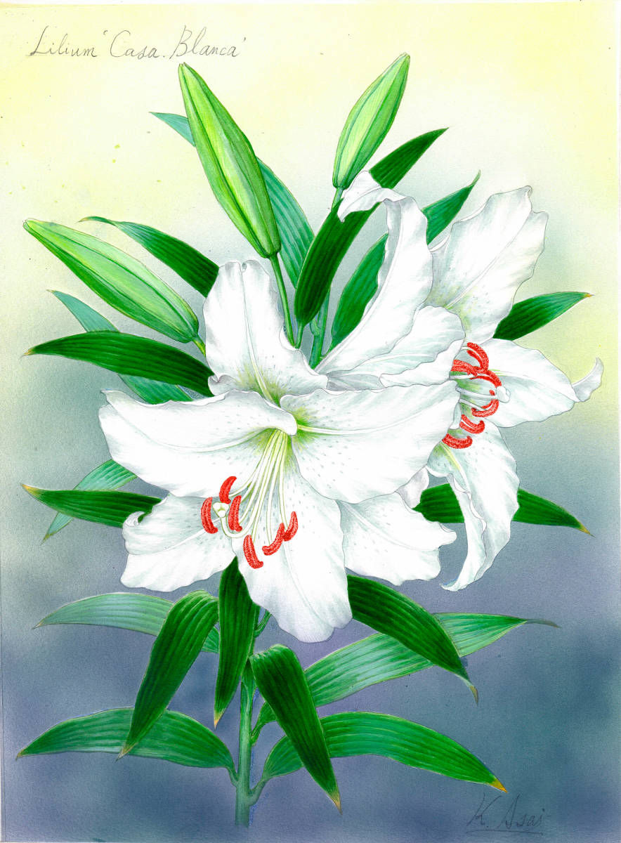 ゆぬ水彩画 植物細密画「カサブランカー純白の貴婦人」 真作拍卖