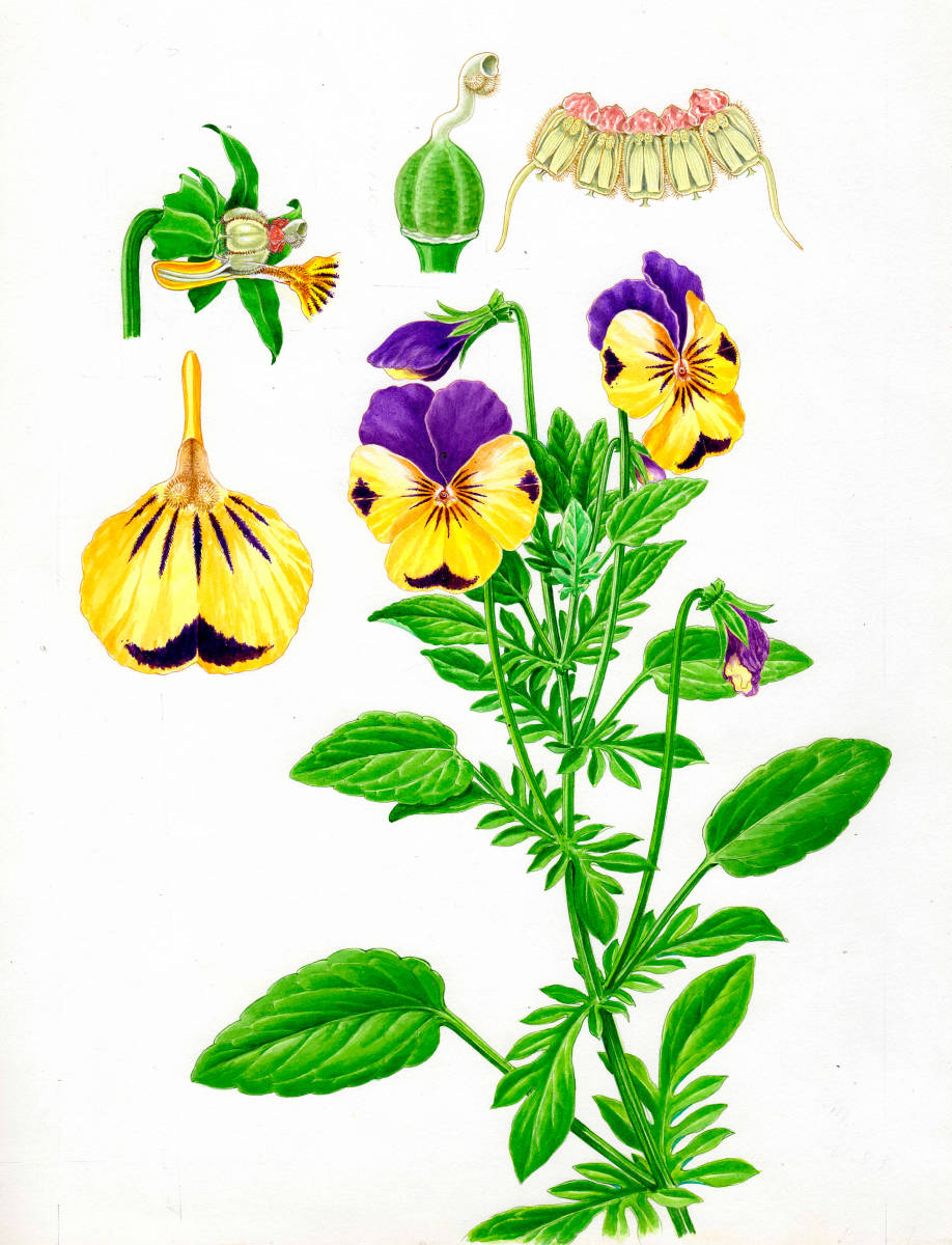 水彩画 植物細密画「パンジー」 真作拍卖