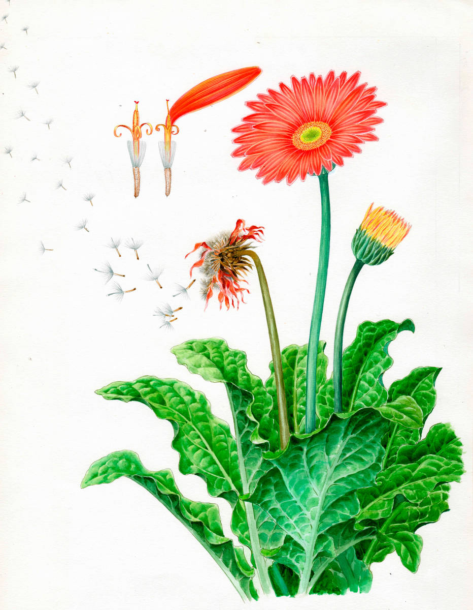 水彩画「ガーベラ」植物細密画 ボタニカルアート拍卖