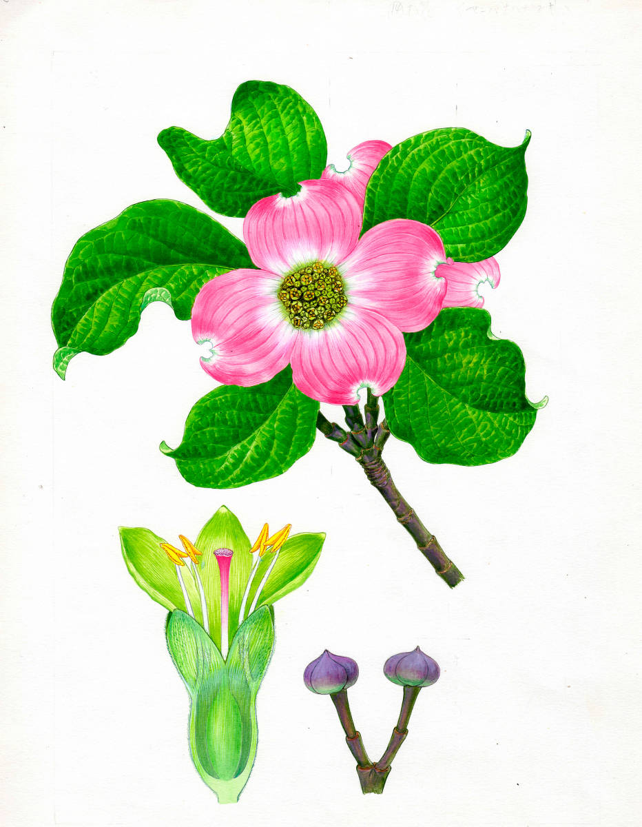 水彩画 植物細密画「アメリカハナミズキ」 真作拍卖