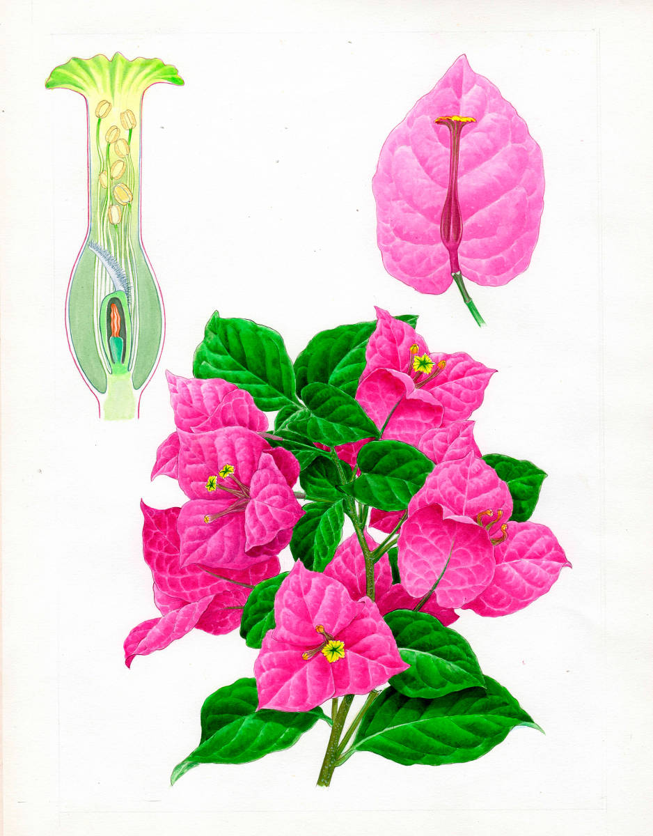 水彩画 植物細密画「ブーゲンビレア」 真作拍卖