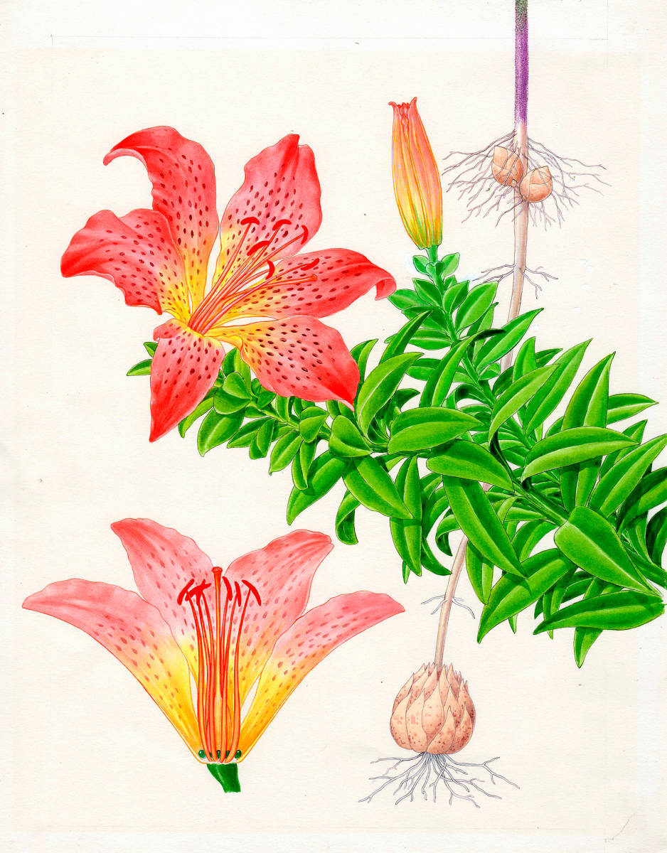 水彩画 植物細密画「ハマすユリ」 真作拍卖